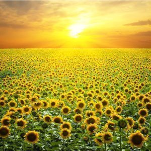 zon boven veld zonnebloemen